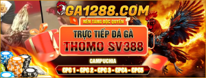 Ga1288.com ⚜️ Trang Độc Quyền Trực Tiếp Phát Sóng Gà Thomo Từ CPC1 Đến CPC5 DAGA88 [BJ88]