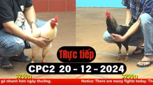 Trực Tiếp thomo CPC2 ngày 20-12-2024